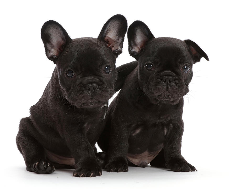 Image of FRENCH BULLDOG posted on 2022-03-13 14:06:50 from Karnataka